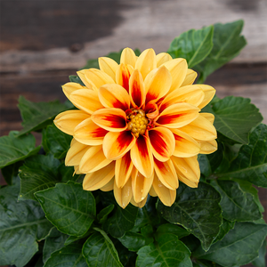 Dahlia Dahlietta 'Candy' 4"