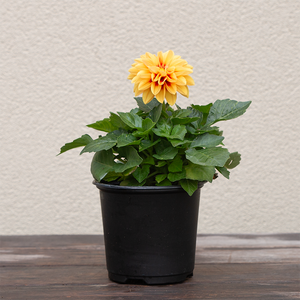 Dahlia Dahlietta 'Candy' 4"