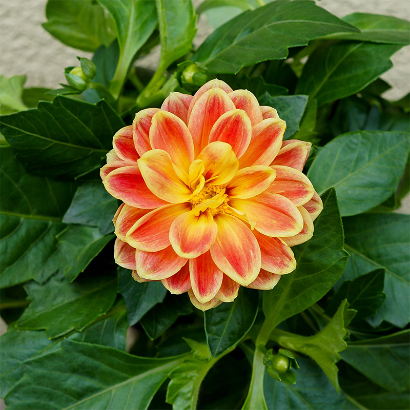 Dahlia Dahlietta 'Coby' 4"