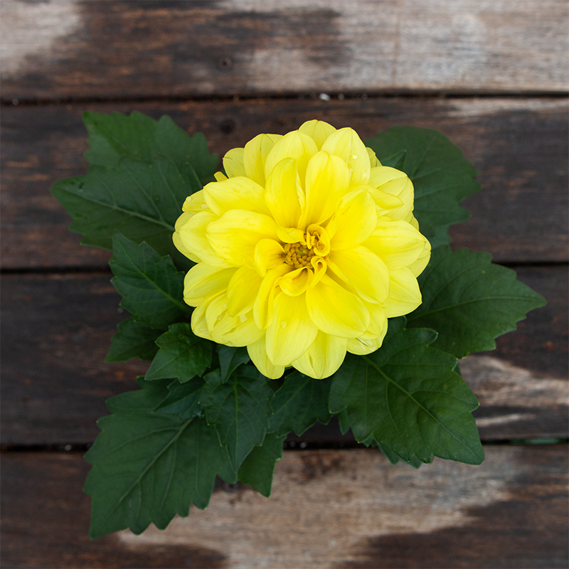 Dahlia Dahlietta 'Julia' 4"