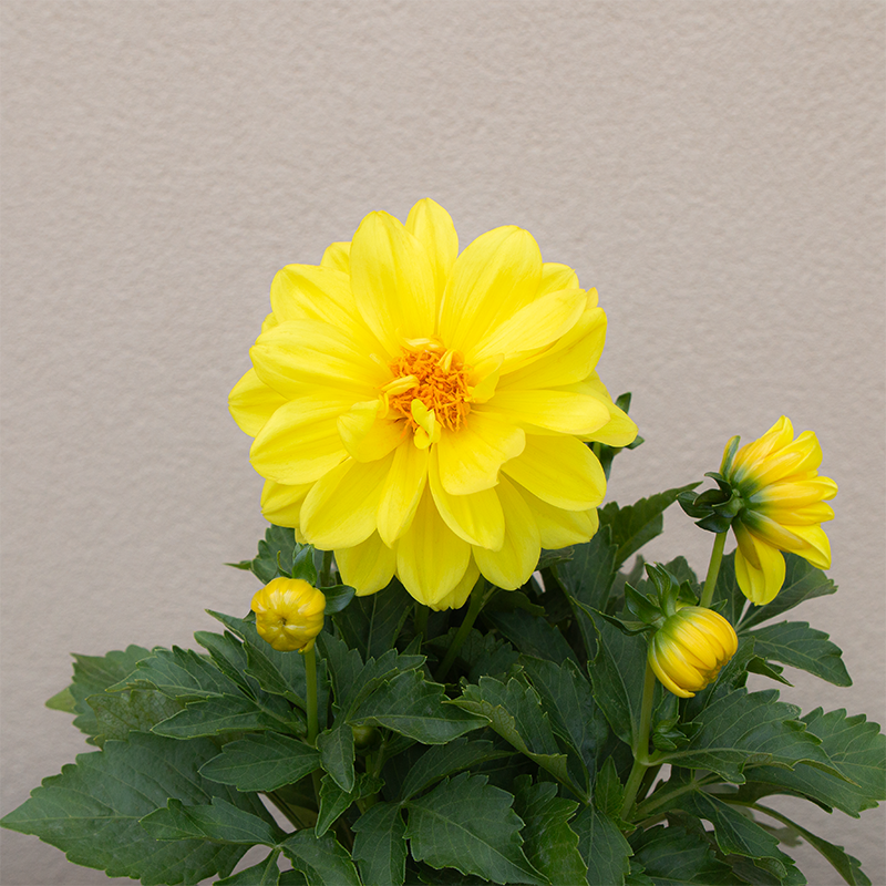 Dahlia Hypnotica 'Yellow' 6"