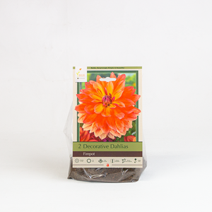 Dahlia 'Firepot' Bulb Pk/2