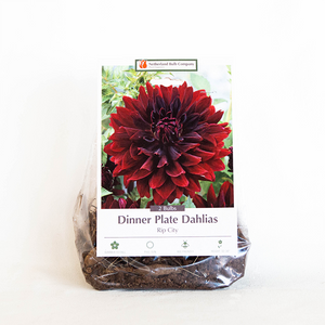 Dahlia 'Rip City' Bulb Pk/2