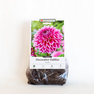 Dahlia 'Sandra' Bulb Pk/2