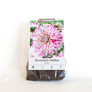 Dahlia 'Smokey' Bulb Pk/2