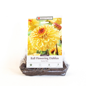 Dahlia 'Sunny Boy' Bulb Pk/2