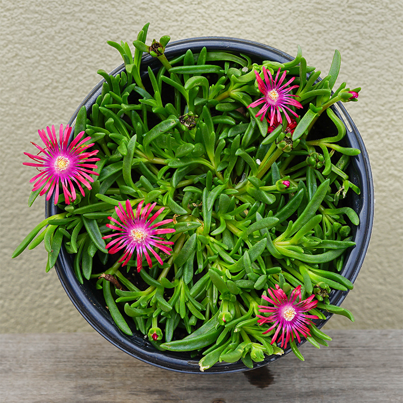 Delosperma 'Razzle Dazzle' G01