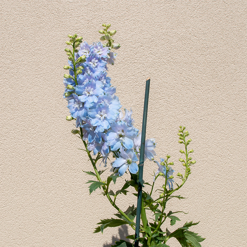 Delphinium 'Sky Blue White Bee' G01