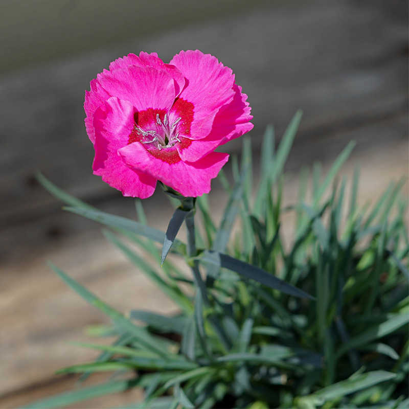 Dianthus 'Bumbleberry Pie' Q01