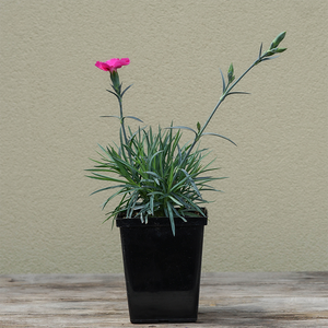 Dianthus 'Bumbleberry Pie' Q01
