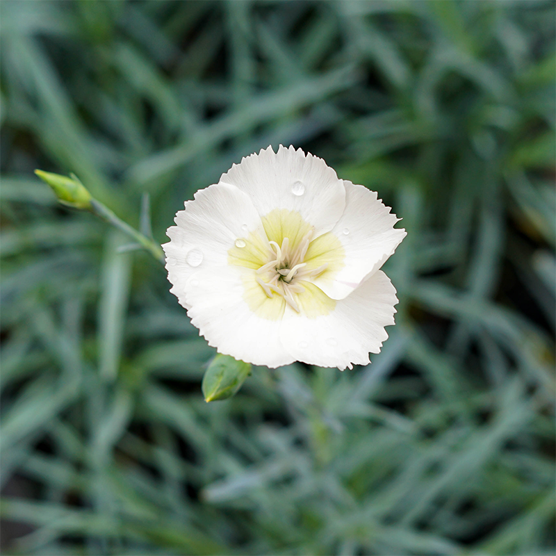 Dianthus 'Key Lime Pie' Q01