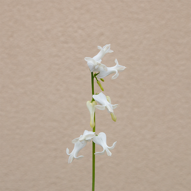 Dicentra 'Amore Titanium' Q01