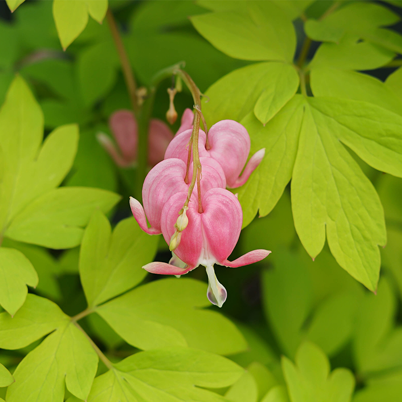 Dicentra spec 'Gold Heart' G01