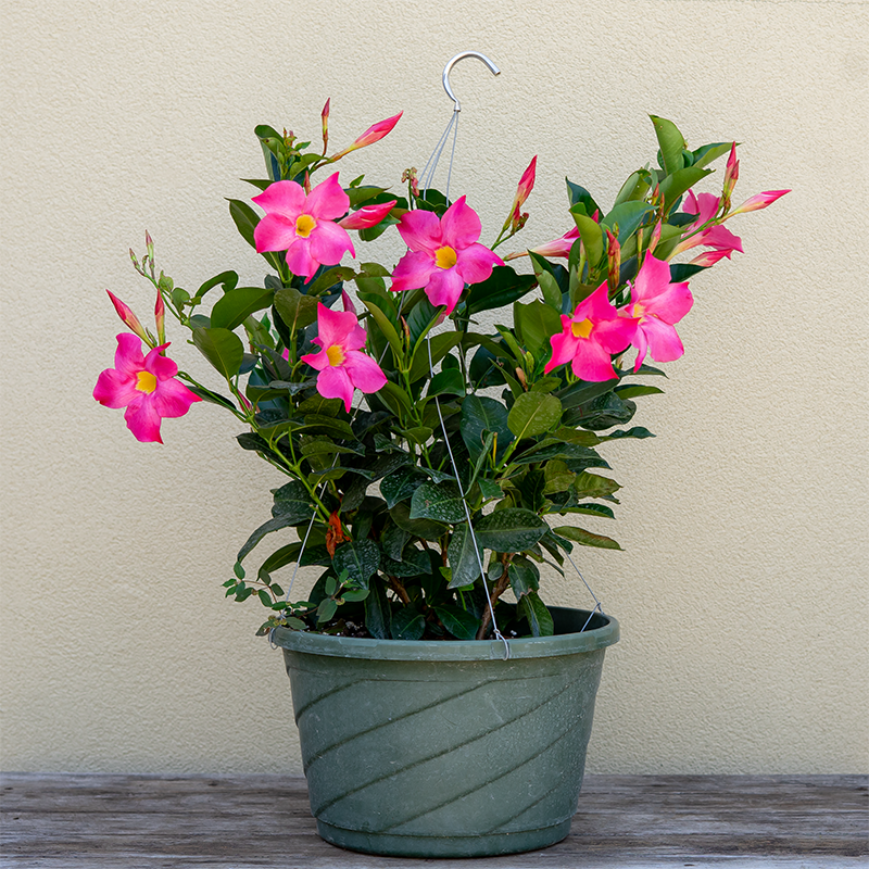 Dipladenia Pink 12" Hanging Basket