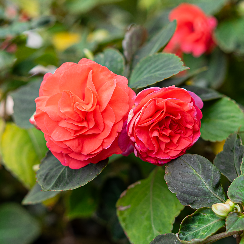 Double Impatiens 'Salmon' 4"