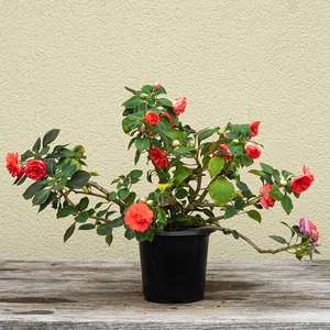 Double Impatiens 'Salmon' 4"