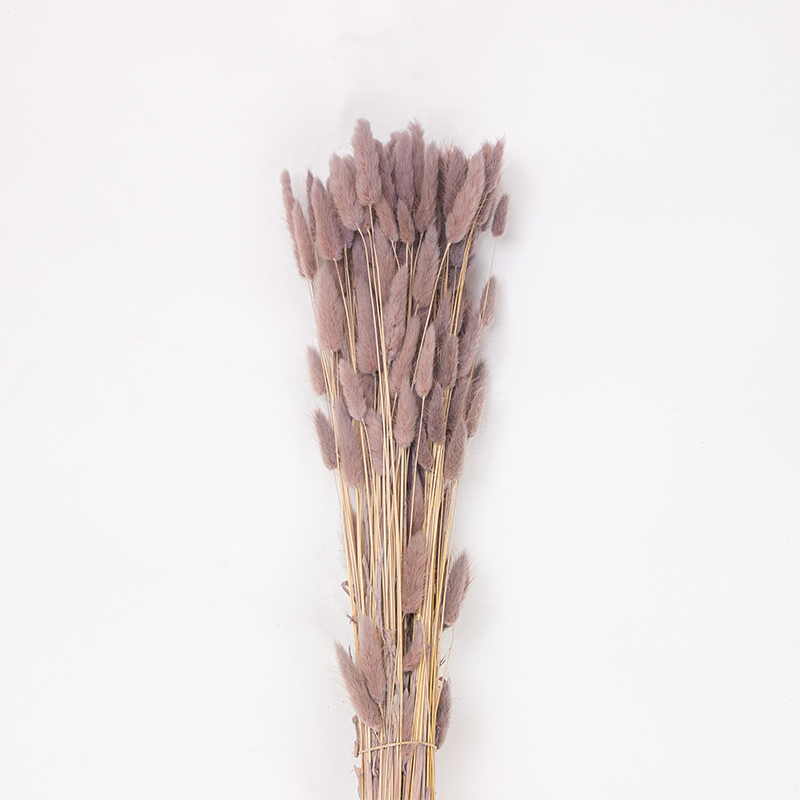 Dried Bunny Tail Grass Lavender