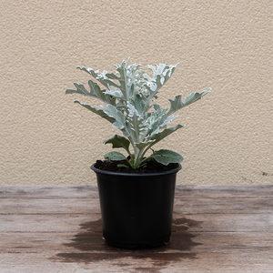 Dusty Miller 4"