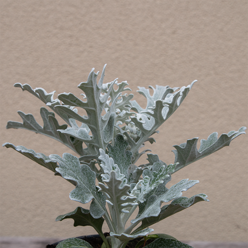 Dusty Miller 4"