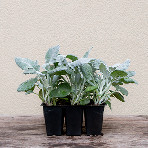 Dusty Miller 'New Look' 6 Pack
