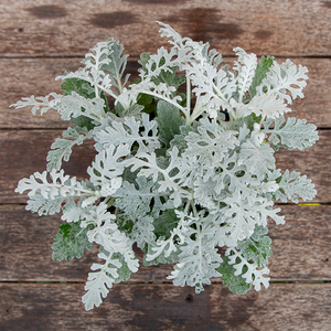 Dusty Miller 'Silver Dust' 6 Pack