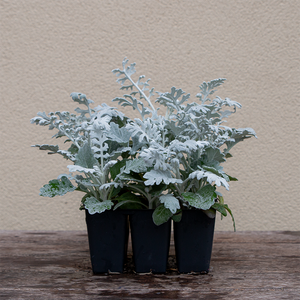 Dusty Miller 'Silver Dust' 6 Pack