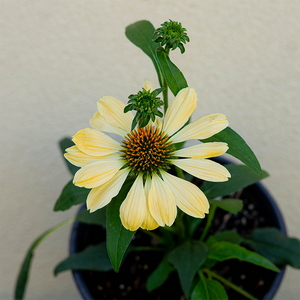 Echinacea 'Aloha' G01