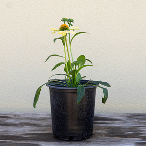 Echinacea 'Aloha' G01