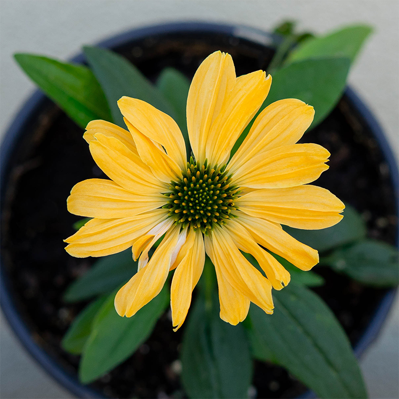 Echinacea 'Aloha' G01