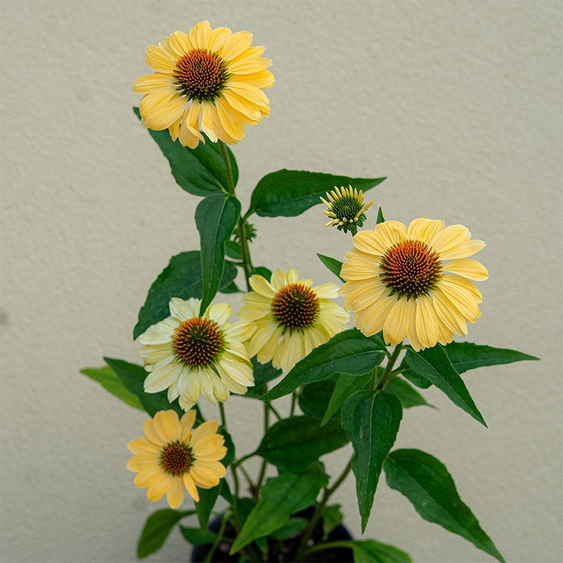 Echinacea 'Aloha' G01