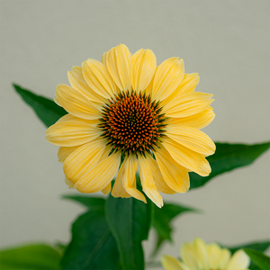 Echinacea 'Aloha' G01