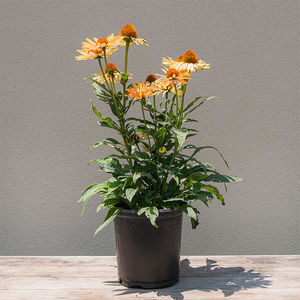 Echinacea 'Big Kahuna' G01