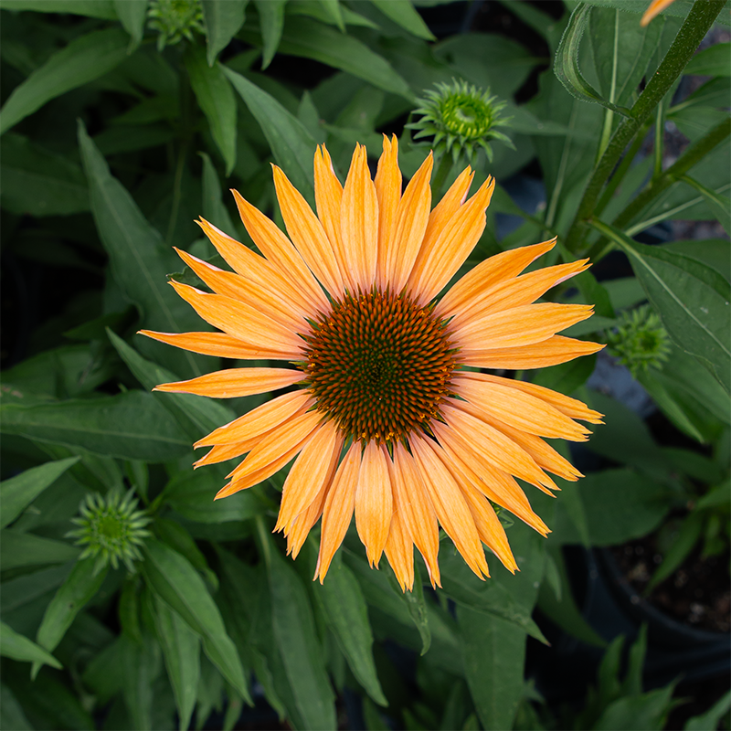 Echinacea 'Big Kahuna' G01