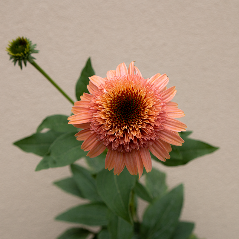 Echinacea 'Cantaloupe' G01