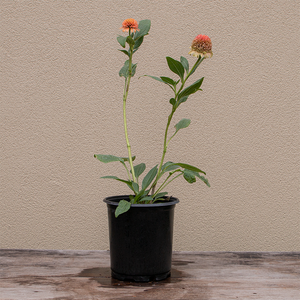 Echinacea 'Cantaloupe' G01