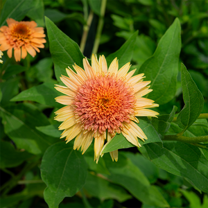 Echinacea 'Cantaloupe' G01