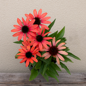 Echinacea 'Dark Shadows Mystic' G01