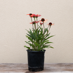 Echinacea 'Dark Shadows Mystic' G01
