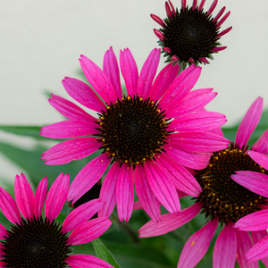 Echinacea 'Dark Shadows Wicked' G01