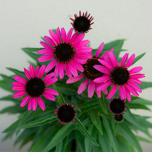 Echinacea 'Dark Shadows Wicked' G01
