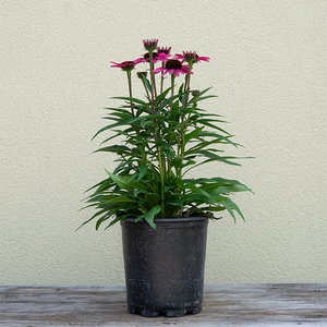 Echinacea 'Dark Shadows Wicked' G01