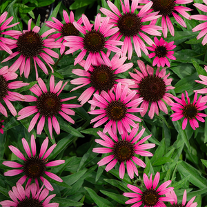 Echinacea 'Dark Shadows Wicked' G01
