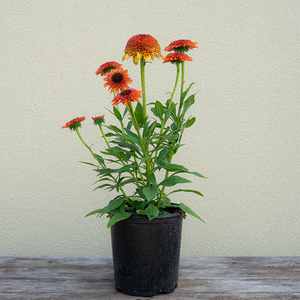Echinacea 'Delightful Tropics' G01