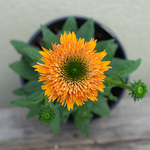 Echinacea 'Delightful Tropics' G01