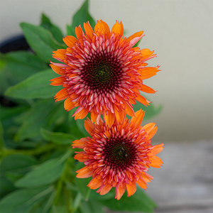 Echinacea 'Delightful Tropics' G01