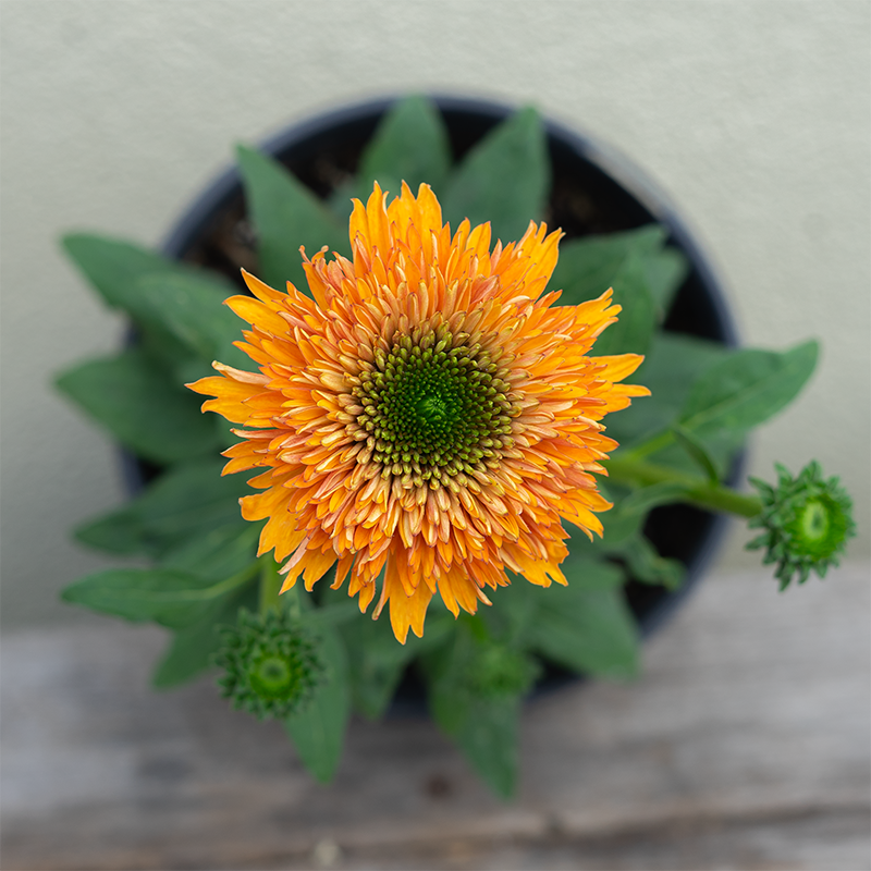 Echinacea 'Delightful Tropics' G01