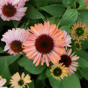 Echinacea 'Fresco Apricot' G01