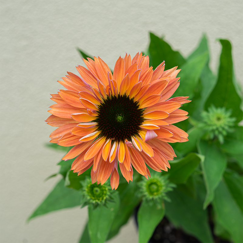 Echinacea 'Fresco Apricot' G01