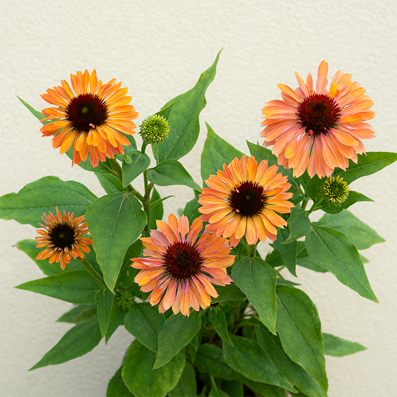 Echinacea 'Fresco Apricot' G01