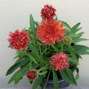 Echinacea 'Fringe Festival' G01